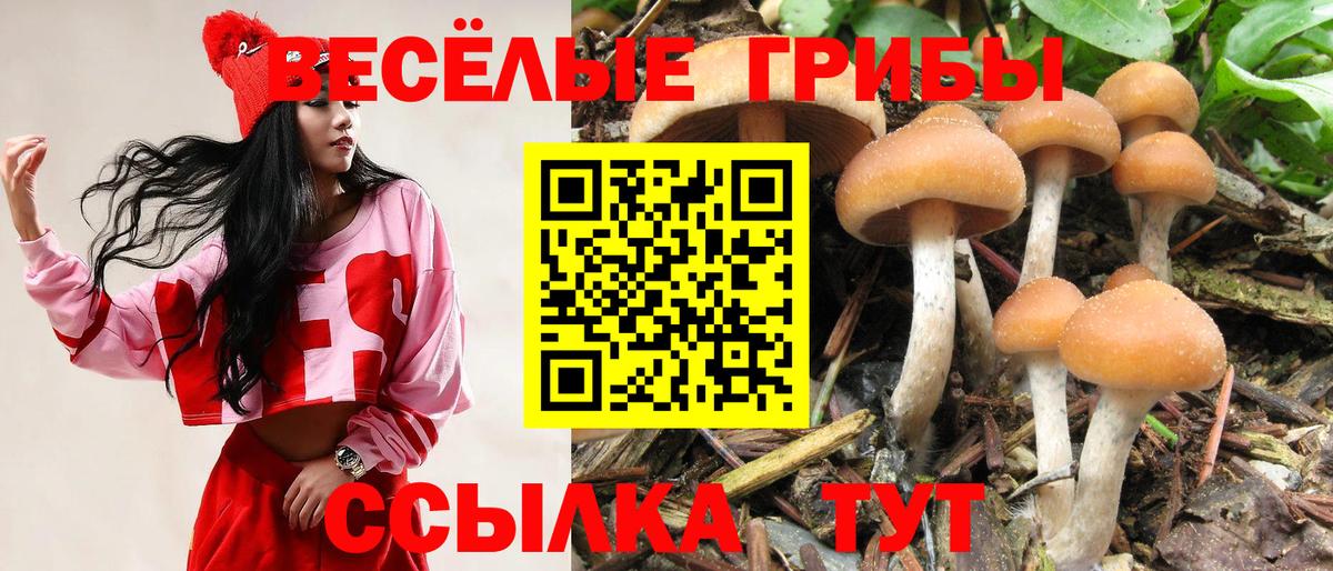 Галлюциногенные грибы GOLDEN TEACHER  Галлюциногенные грибы прущие грибы  Кизилюрт  Вход с VPN 